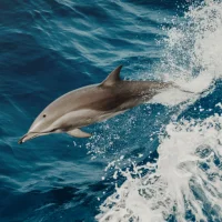 鲸鱼壁纸 - 可爱又酷的鲸鱼图片
